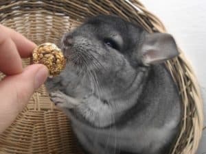 chinchilla eating treats