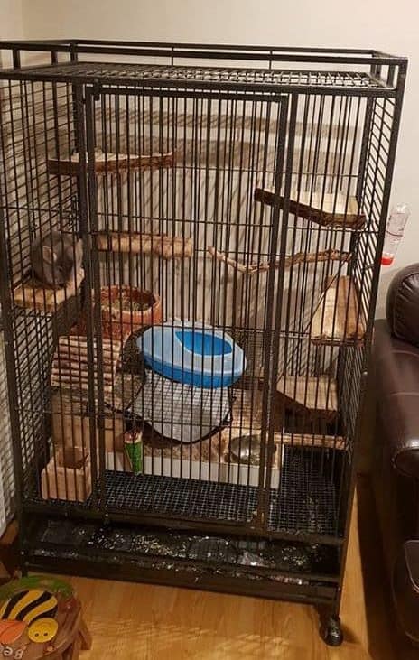 chinchilla in his cage