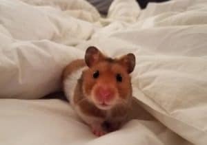 a cute hamster, do hamsters fart