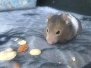 hamster eating food that cause them do fart