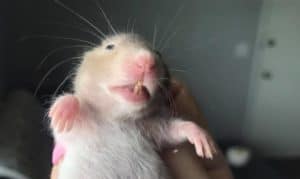 a hamster with large teeth, do hamsters bite