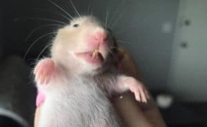 Hamster Showing Teeth