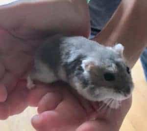 a cute hamster in hand