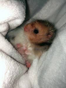 Hamster in sheets