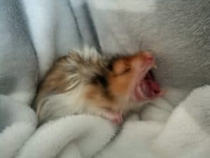 Hamster showing it's mouth