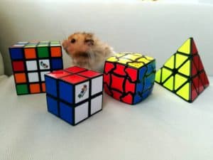 Hamster with Rubix Cubes