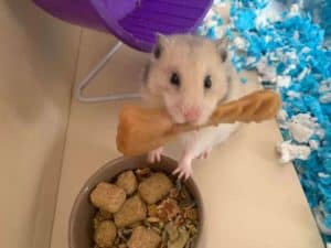 Hamster with pellets in bowl
