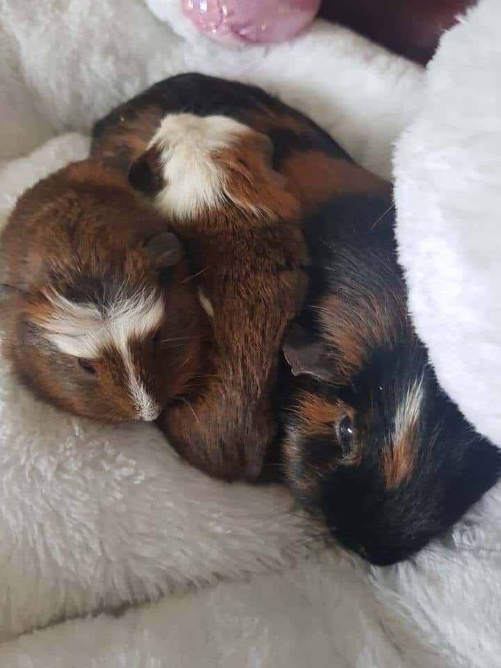 do guinea pigs cuddle